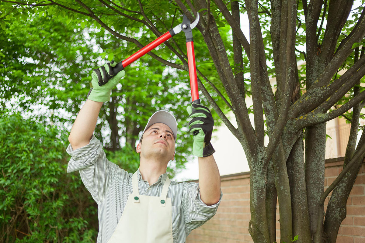 Tree Work
