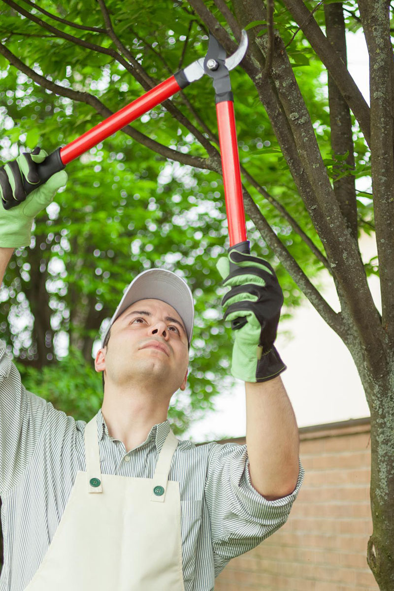 Tree Work